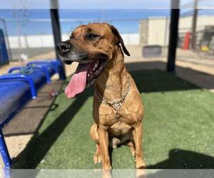 Black Mouth Cur-Unknown Mix Dogs for adoption in HESPERIA, CA, USA