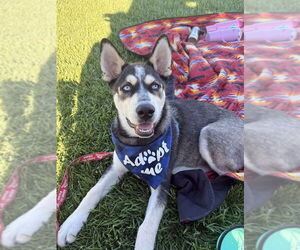 Siberian Husky Dogs for adoption in DISCOVERY BAY, CA, USA