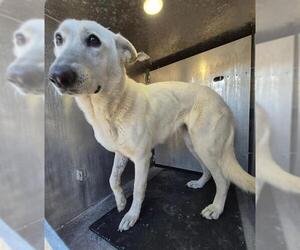 Siberian Husky Dogs for adoption in San Antonio, TX, USA