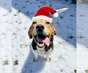 Coonhound Dogs for adoption in Evansville, IN, USA