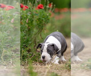 Mutt Dogs for adoption in Garner, NC, USA