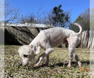 Maltese-Unknown Mix Dogs for adoption in Denton, TX, USA