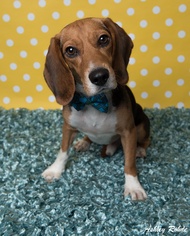 Beagle Dogs for adoption in Kenner, LA, USA