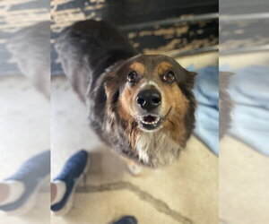 Australian Shepherd-Unknown Mix Dogs for adoption in Tracy City, TN, USA