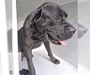 Mutt Dogs for adoption in Houston, TX, USA