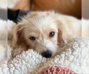 Maltese Dogs for adoption in Austin, TX, USA