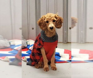 Poodle (Miniature) Dogs for adoption in Lake City, MI, USA