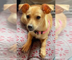 Chiweenie Dogs for adoption in Alexandria, VA, USA