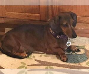Dachshund Dogs for adoption in Candler, NC, USA