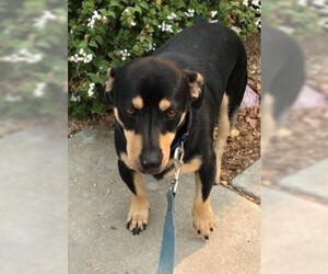 Dachshund Dogs for adoption in Davis, CA, USA