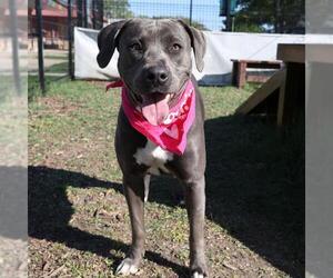 American Staffordshire Terrier-Unknown Mix Dogs for adoption in San Antonio, TX, USA