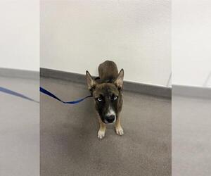 German Shepherd Dog-Huskies Mix Dogs for adoption in HESPERIA, CA, USA