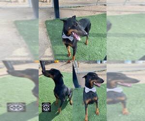 Doberman Pinscher Dogs for adoption in HESPERIA, CA, USA