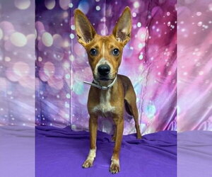 Mutt Dogs for adoption in Lakewood, CO, USA