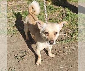 Chiweenie Dogs for adoption in Camarillo, CA, USA