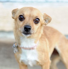 Chihuahua-Unknown Mix Dogs for adoption in Newhall, CA, USA