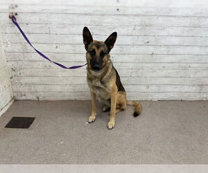 German Shepherd Dog Dogs for adoption in San Bernardino, CA, USA