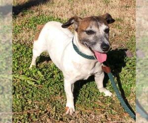 Rat Terrier Dogs for adoption in Bauxite, AR, USA
