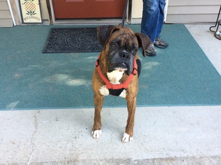 Boxer Dogs for adoption in Averill Park, NY, USA
