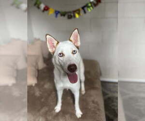 Siberian Husky-Unknown Mix Dogs for adoption in San Leon, TX, USA