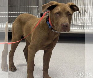 Labrador Retriever-Retriever Mix Dogs for adoption in Washington, DC, USA