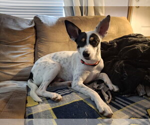 Chihuahua-Unknown Mix Dogs for adoption in Coldwater, MI, USA