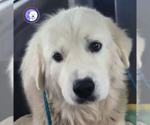 Great Pyrenees Dogs for adoption in Spring, TX, USA