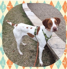 Small Brittany-Pointer Mix