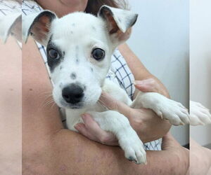 Mutt Dogs for adoption in Sanford, FL, USA