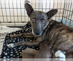 Poodle (Miniature)-Unknown Mix Dogs for adoption in Fresno, CA, USA