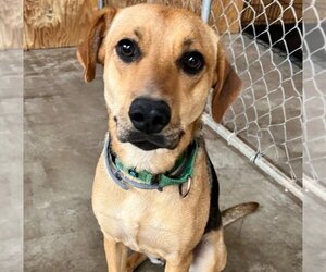 Mutt Dogs for adoption in Caribou, ME, USA
