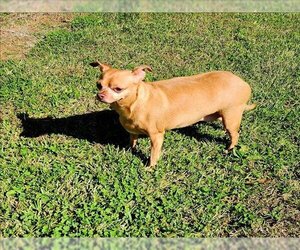 Chihuahua Dogs for adoption in Grovetown, GA, USA