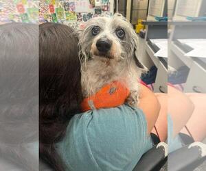 Dachshund-Unknown Mix Dogs for adoption in Front Royal, VA, USA