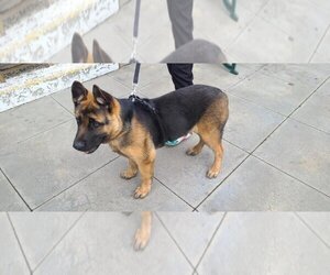 German Shepherd Dog-Unknown Mix Dogs for adoption in Tracy, CA, USA