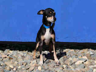Medium Photo #1 Chihuahua Puppy For Sale in Fairfield, CA, USA
