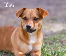 Dorgi Dogs for adoption in Brooksville, FL, USA