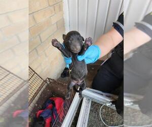 Labrador Retriever-Unknown Mix Dogs for adoption in San Antonio, TX, USA