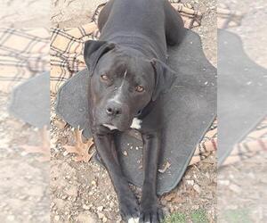 Bulldog-Unknown Mix Dogs for adoption in San Antonio, TX, USA
