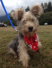 Silky Terrier-Unknown Mix Dogs for adoption in Issaquah, WA, USA
