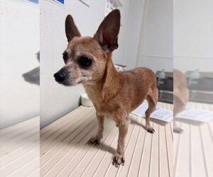 Chihuahua Dogs for adoption in Bakersfield, CA, USA