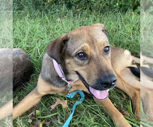 German Shepherd Dog-Unknown Mix Dogs for adoption in Brewster, NY, USA