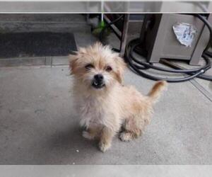 Lhasa Apso Dogs for adoption in Menifee, CA, USA