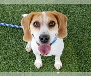 Beagle Dogs for adoption in Camarillo, CA, USA