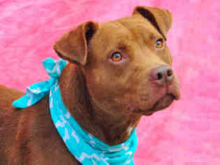 American Pit Bull Terrier-Labrador Retriever Mix Dogs for adoption in Louisville, KY, USA
