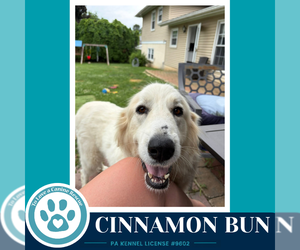 Medium Photo #3 Great Pyrenees Puppy For Sale in Kimberton, PA, USA