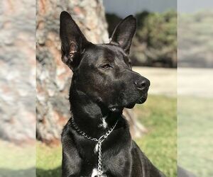 Medium Photo #3 German Shepherd Dog-Unknown Mix Puppy For Sale in Irvine, CA, USA
