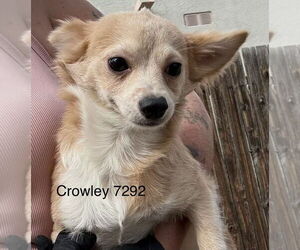Chihuahua-Spaniel Mix Dogs for adoption in Studio City, CA, USA