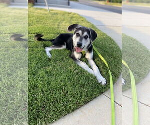 German Shepherd Dog Dogs for adoption in Holly Springs, NC, USA