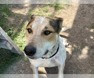 American Pit Bull Terrier-Unknown Mix Dogs for adoption in Tulsa, OK, USA