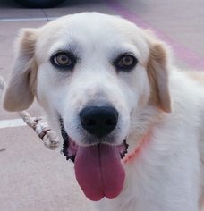 Small Great Pyrenees Mix